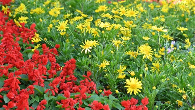 How to Achieve Colorful Blooms Year-Round