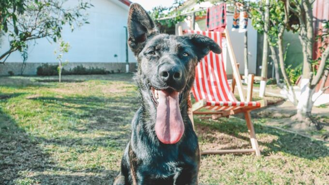 How to Design a Pet-Friendly Yard