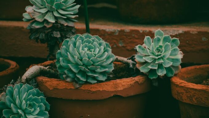 A Complete Guide to Low-Maintenance Landscaping