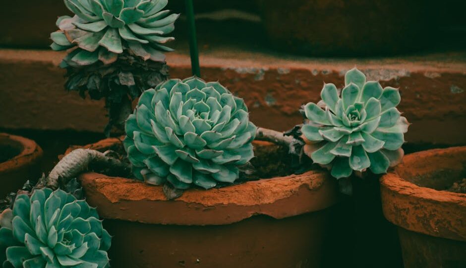 A Complete Guide to Low-Maintenance Landscaping