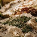 How to Harness the Power of Native Plants in Your 2026 Landscape Design