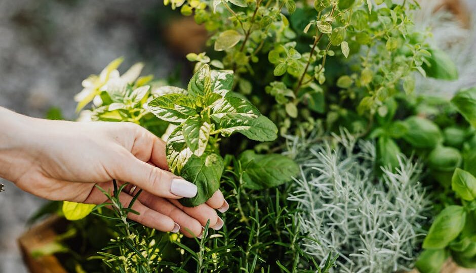 How to Plan a Permaculture Garden