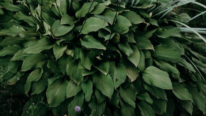 15 Best Plants for Shady Gardens in 2026