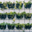 Why Vertical Landscaping Matters in Urban Areas