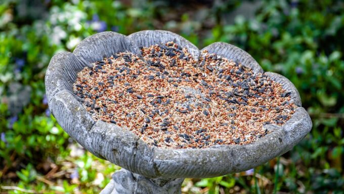 How to Create a Wildlife-Friendly Backyard