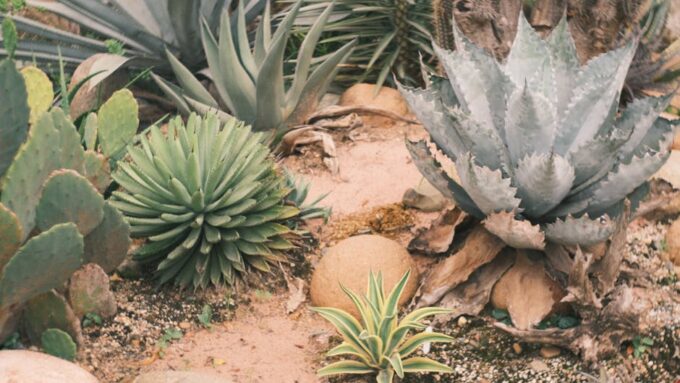 10 Things You Didn’t Know About Xeriscaping