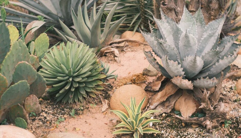 10 Things You Didn’t Know About Xeriscaping