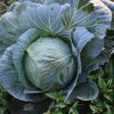 The Rise of Edible Landscapes: Cultivating Beauty and Nutrition in 2026