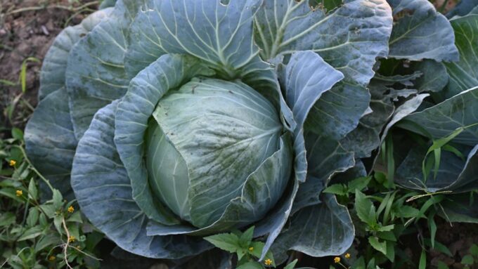 The Rise of Edible Landscapes: Cultivating Beauty and Nutrition in 2026