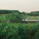 Revolutionize Your Yard with Intelligent Irrigation in 2026
