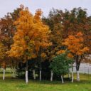 Embracing Seasonal Change: The Art of Dynamic Landscaping in 2026