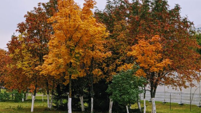 Embracing Seasonal Change: The Art of Dynamic Landscaping in 2026