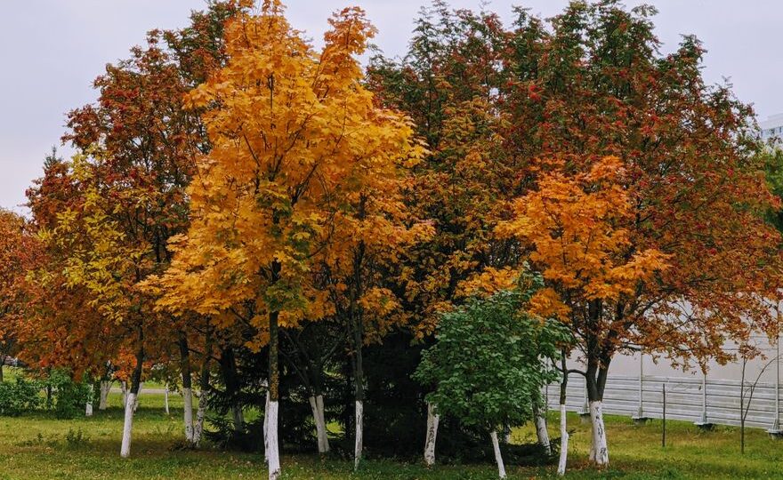 Embracing Seasonal Change: The Art of Dynamic Landscaping in 2026