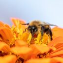 Exploring the Buzz: Creating a Pollinator-Friendly Yard in 2026