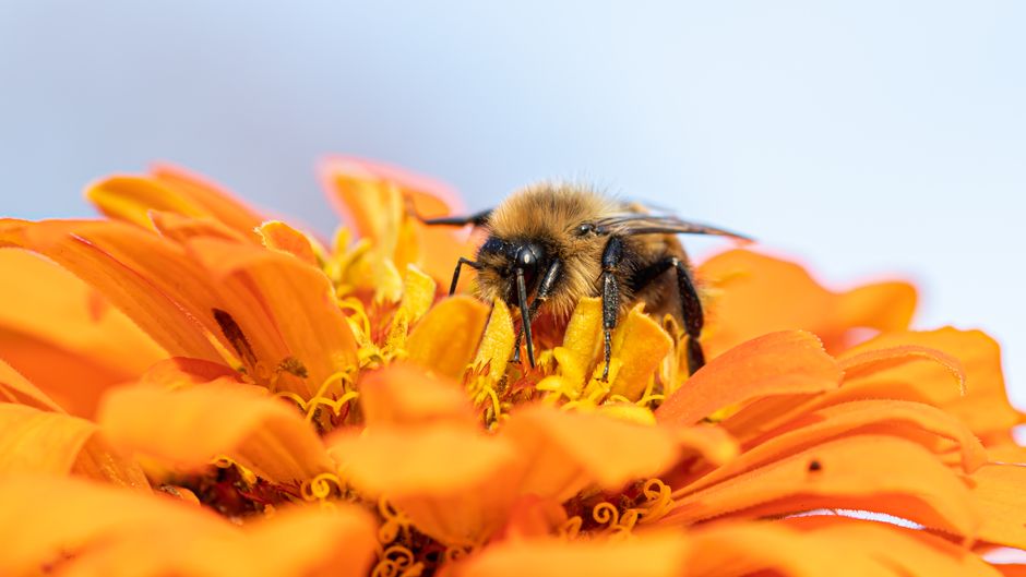 Exploring the Buzz: Creating a Pollinator-Friendly Yard in 2026