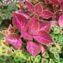 Colorful Canopies: Designing Vibrant Shade Gardens for 2026