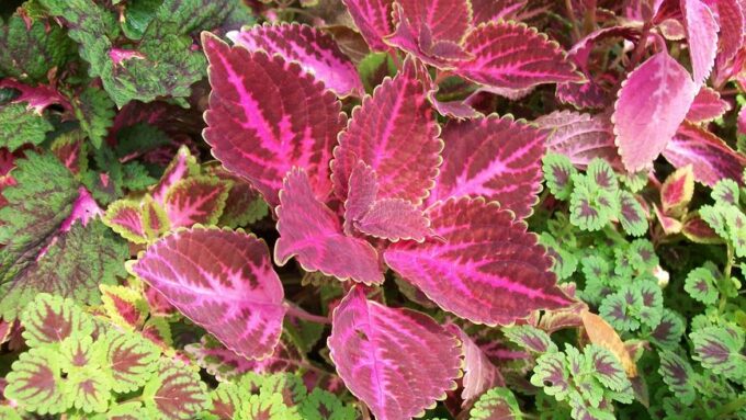 Colorful Canopies: Designing Vibrant Shade Gardens for 2026