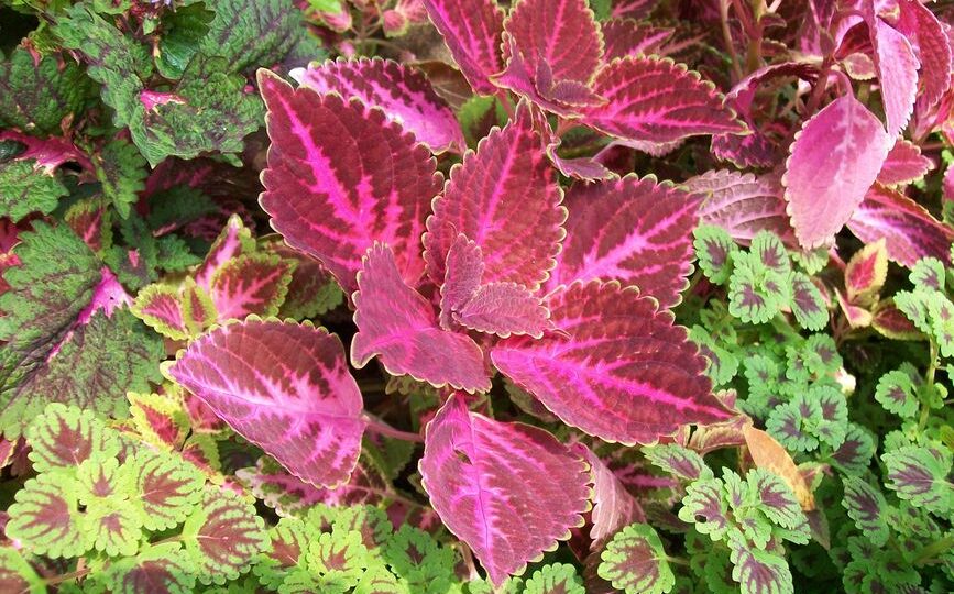 Colorful Canopies: Designing Vibrant Shade Gardens for 2026
