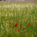 Embracing Naturalistic Landscaping: Building a Wildflower Meadow for 2026