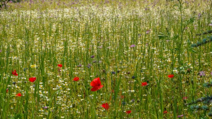 Embracing Naturalistic Landscaping: Building a Wildflower Meadow for 2026