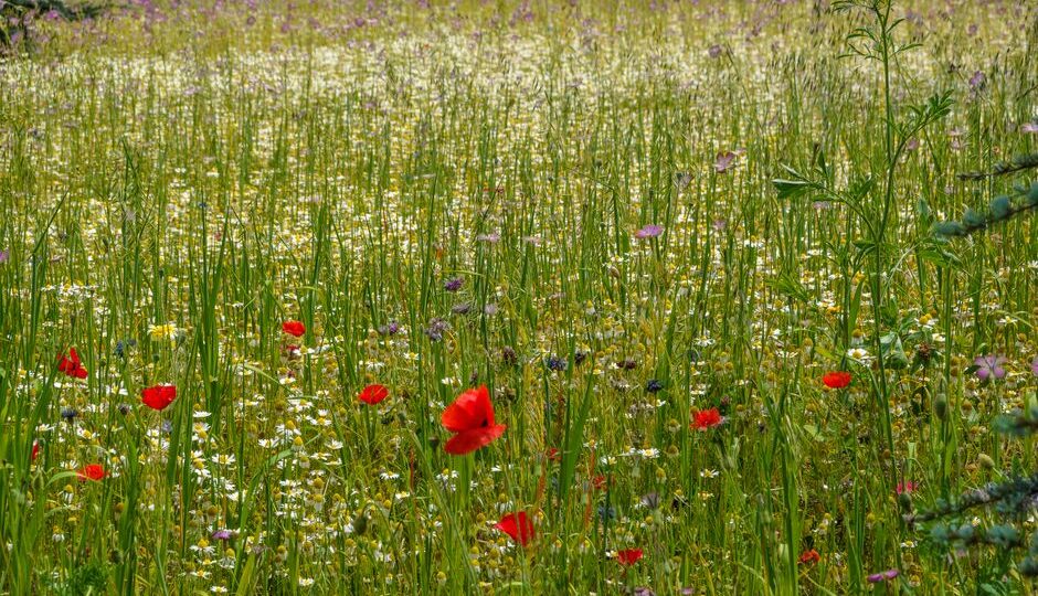 Embracing Naturalistic Landscaping: Building a Wildflower Meadow for 2026