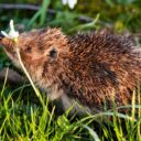 Embracing Biodiversity: Designing Wildlife Habitats in Your Backyard for 2026