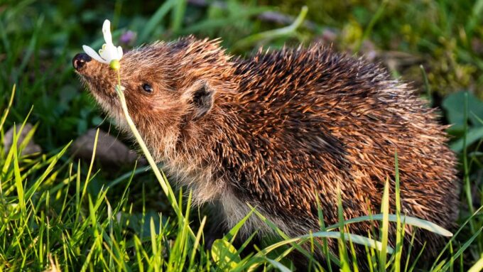 Embracing Biodiversity: Designing Wildlife Habitats in Your Backyard for 2026