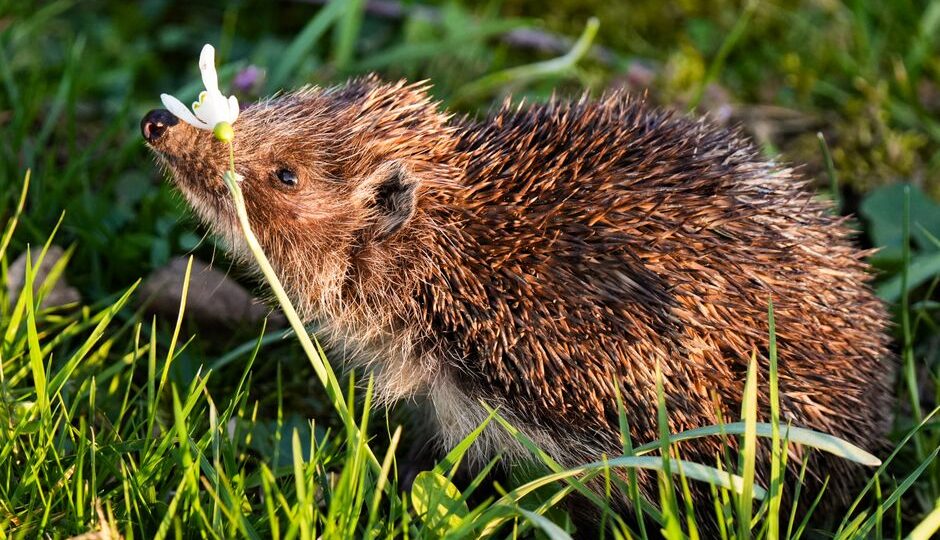Embracing Biodiversity: Designing Wildlife Habitats in Your Backyard for 2026