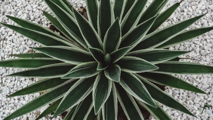 Water-Wise Wonders: Designing a Drought-Resilient Yard in 2026