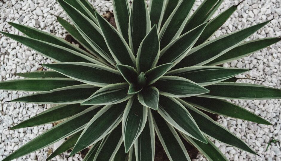 Water-Wise Wonders: Designing a Drought-Resilient Yard in 2026