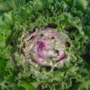 Transforming Suburban Yards: The Rise of Edible Landscaping in 2026
