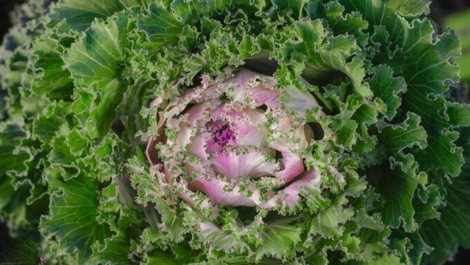 Transforming Suburban Yards: The Rise of Edible Landscaping in 2026