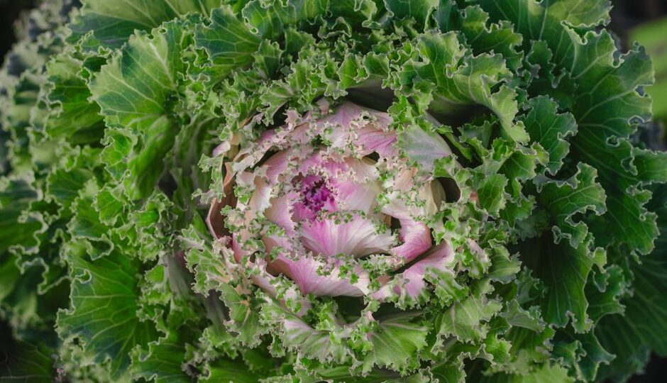 Transforming Suburban Yards: The Rise of Edible Landscaping in 2026