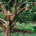 From Lawn to Food Forest: Designing a Permaculture Paradise in 2026