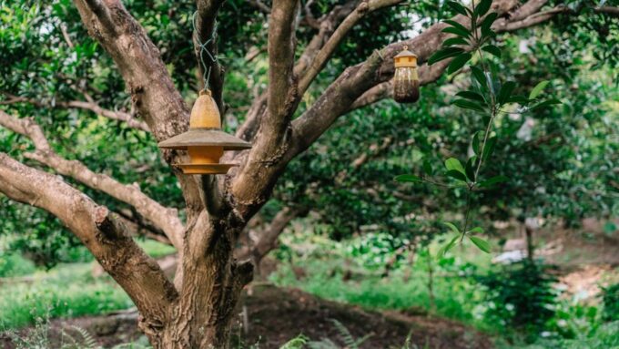 From Lawn to Food Forest: Designing a Permaculture Paradise in 2026