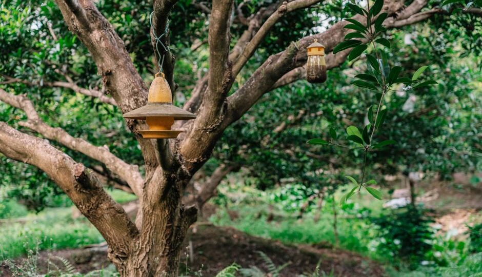 From Lawn to Food Forest: Designing a Permaculture Paradise in 2026